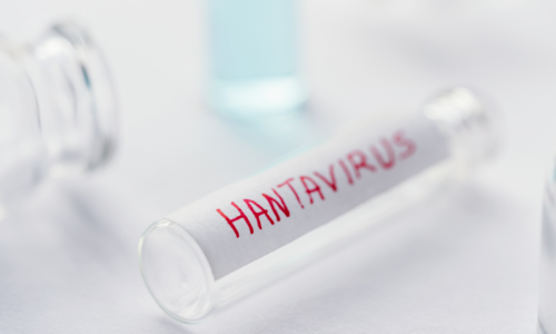 Hantavirus: informazioni generali, diffusione e aspetti patologici