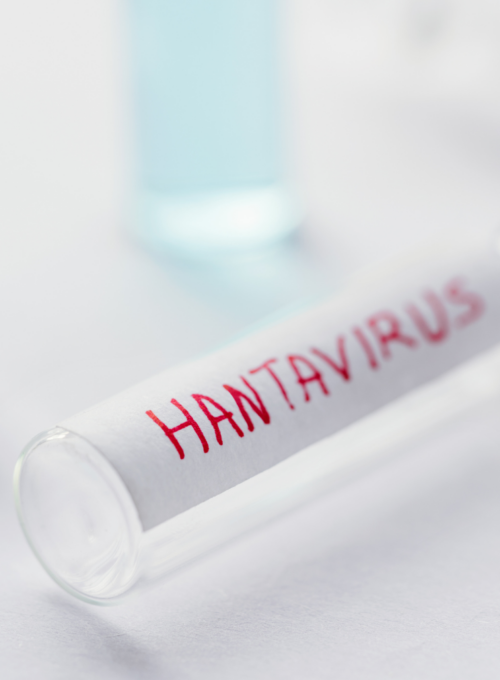 Hantavirus: informazioni generali, diffusione e aspetti patologici